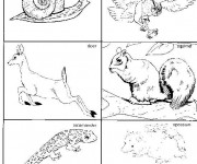 Coloriage et dessins gratuit Animaux Forêt classés à imprimer