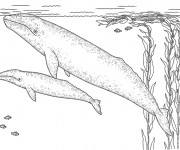 Coloriage Baleine et son bébé dans l'eau