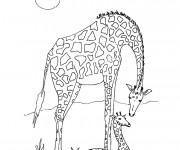 Coloriage et dessins gratuit Girafe d'Afrique à imprimer