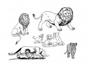 Coloriage La famille des Lions