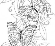 Coloriage et dessins gratuit Papillon Difficile à décorer à imprimer