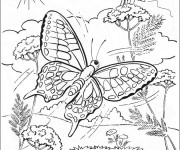 Coloriage et dessins gratuit Papillon Difficile dans La Nature à imprimer