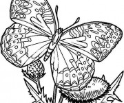 Coloriage Papillon Difficile  en couleur