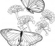 Coloriage Papillon Difficile en noir et blanc