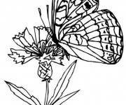 Coloriage et dessins gratuit Papillon Difficile Magique à imprimer