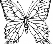 Coloriage Papillon Difficile sur Ordinateur