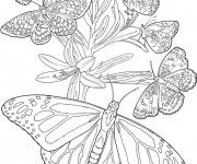 Coloriage Papillons en Printemps  Difficile