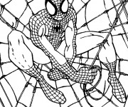 Coloriage Spiderman sur sa toile