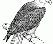Coloriage Aigle au crayon d'un aigle en repos