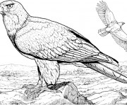 Coloriage et dessins gratuit Aigle dans la nature à imprimer