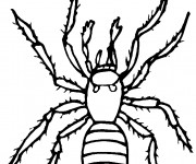Coloriage et dessins gratuit Araignée domestique à imprimer