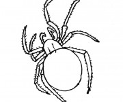 Coloriage et dessins gratuit Araignée insecte à imprimer