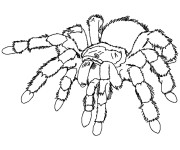 Coloriage et dessins gratuit Araignée  qui fait peur à imprimer