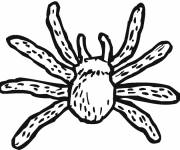 Coloriage et dessins gratuit Araignée Tarantule à imprimer