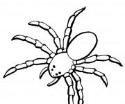 Coloriage et dessins gratuit Araignée terrestre à imprimer