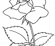 Coloriage Fleur de Camellia