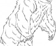 Coloriage Grizzly debout