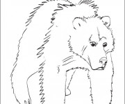 Coloriage et dessins gratuit Grizzly en couleur à imprimer