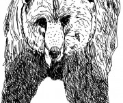 Coloriage et dessins gratuit Grizzly en noir à imprimer