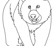 Coloriage Grizzly facile