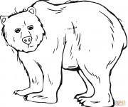 Coloriage et dessins gratuit Grizzly maternelle à imprimer