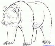 Coloriage Grizzly stylisé