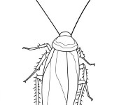 Coloriage Insecte avec ses antennes