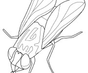 Coloriage et dessins gratuit Insecte Mouche à imprimer