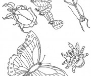 Coloriage et dessins gratuit Insectes maternelle à imprimer