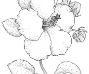 Coloriage et dessins gratuit Image de Fleur réaliste à imprimer