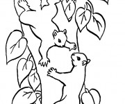 Coloriage Écureuils s'amusent dans la Forêt