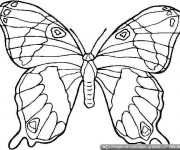 Coloriage et dessins gratuit Magnifique Papillon à colorier à imprimer