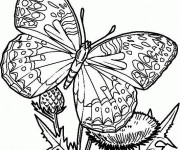 Coloriage et dessins gratuit Magnifique Papillon en couleur à imprimer