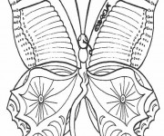 Coloriage Magnifique Papillon vue de face
