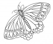 Coloriage Papillon superbe
