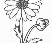 Coloriage et dessins gratuit Marguerite au crayon à imprimer