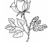 Coloriage et dessins gratuit Rose en couleur à imprimer