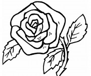 Coloriage Roses au crayon