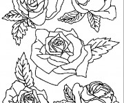 Coloriage Roses facile