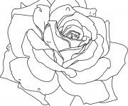 Coloriage Roses stylisé