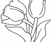 Coloriage et dessins gratuit Des Tulipes fleuris à imprimer