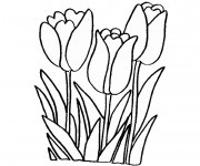 Coloriage Fleurs Tulipe