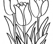 Coloriage et dessins gratuit Tulipe en ligne à imprimer