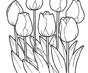 Coloriage et dessins gratuit Tulipes Fermées à imprimer