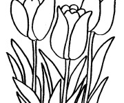 Coloriage Tulipes formidables
