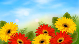 Belles fleurs de la plaine