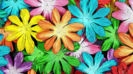 La fleur de toutes les couleurs