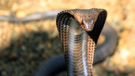 King Cobra: pourquoi craignons-nous cet animal?