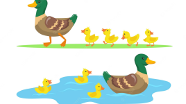 Comptez les canards
