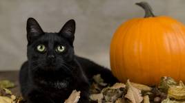 Halloween: profitez des chats noirs et des hiboux